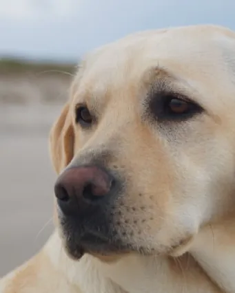 Clara, blonde Labradorhündin